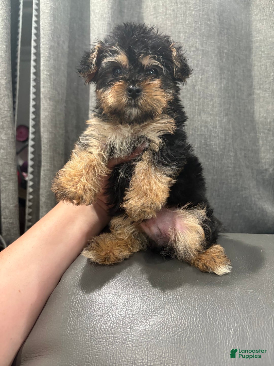 Morkie dogs for sale: Teddy - Image 1