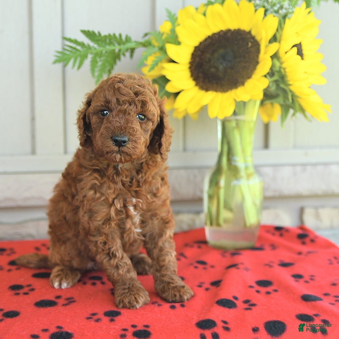 Mini Goldendoodle dogs for sale: Ursa - Image 1