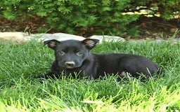 Belgian Malinois dogs for sale: Luna - Image 3