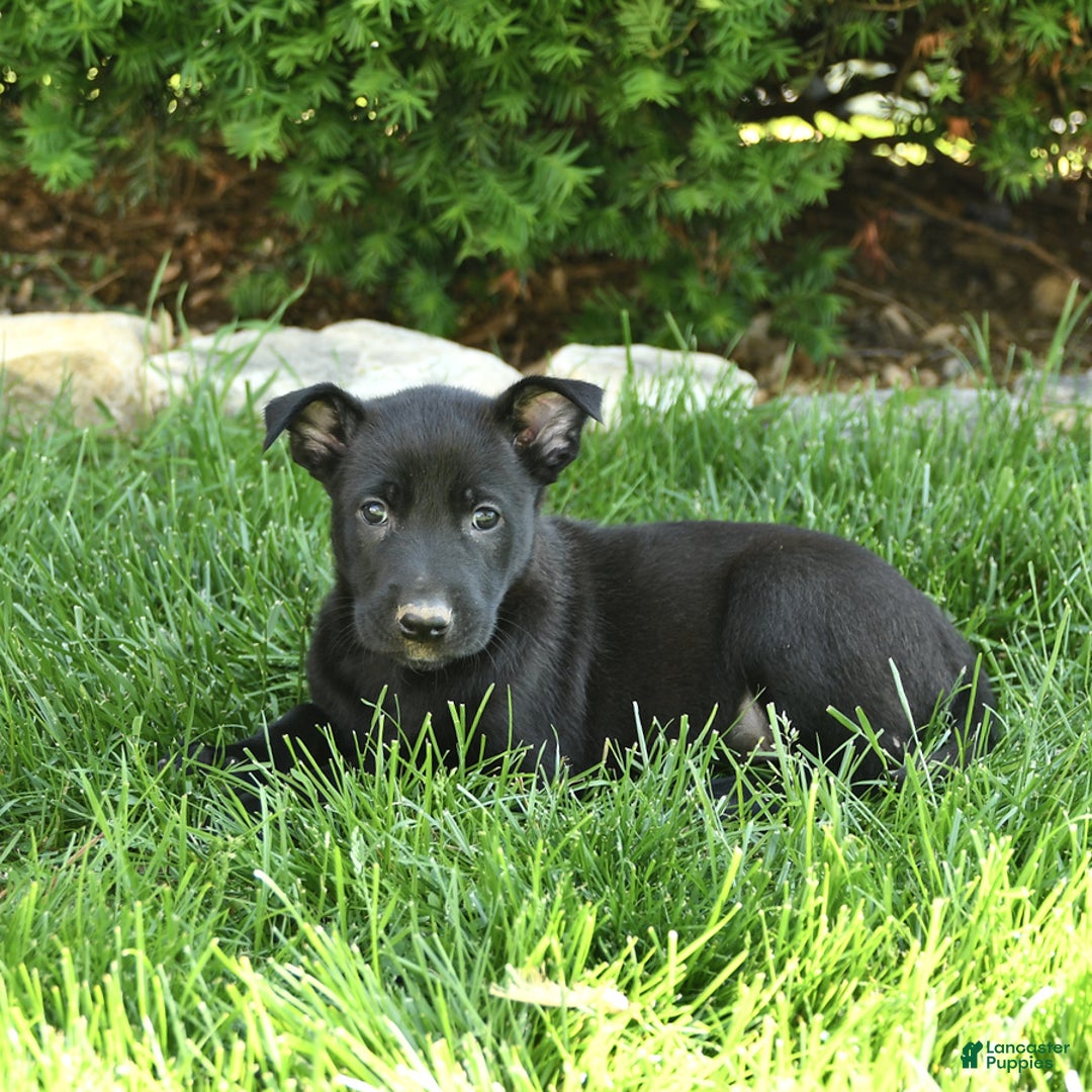 Belgian Malinois dogs for sale: Luna - Image 3