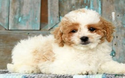 Cavapoo dogs for sale: Merf - Image 2