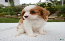 Cavalier King Charles Spaniel dogs for sale: Cavalier King Charles Spaniel 3 puppies - Image 17