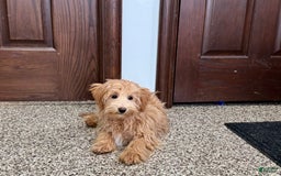Maltipoo dogs for sale: Frankie - Image 11