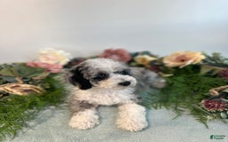 Mini Bernedoodle dogs for sale: Pearl - Image 1