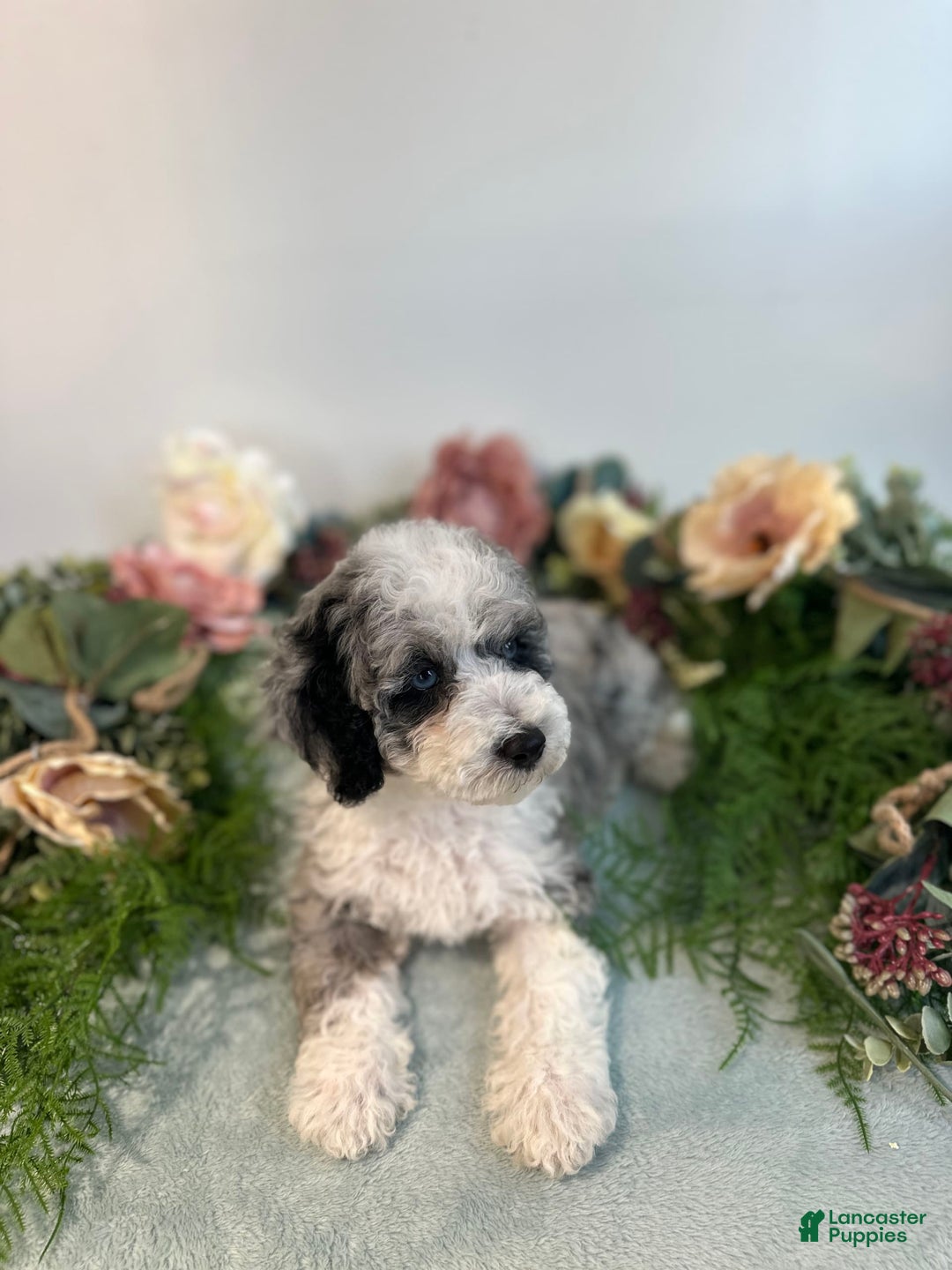 Mini Bernedoodle dogs for sale: Pearl - Image 1