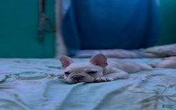 French Bulldog dogs for sale: Lucy - Image 3
