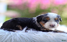 Mini Bernedoodle dogs for sale: Maverick - Image 9