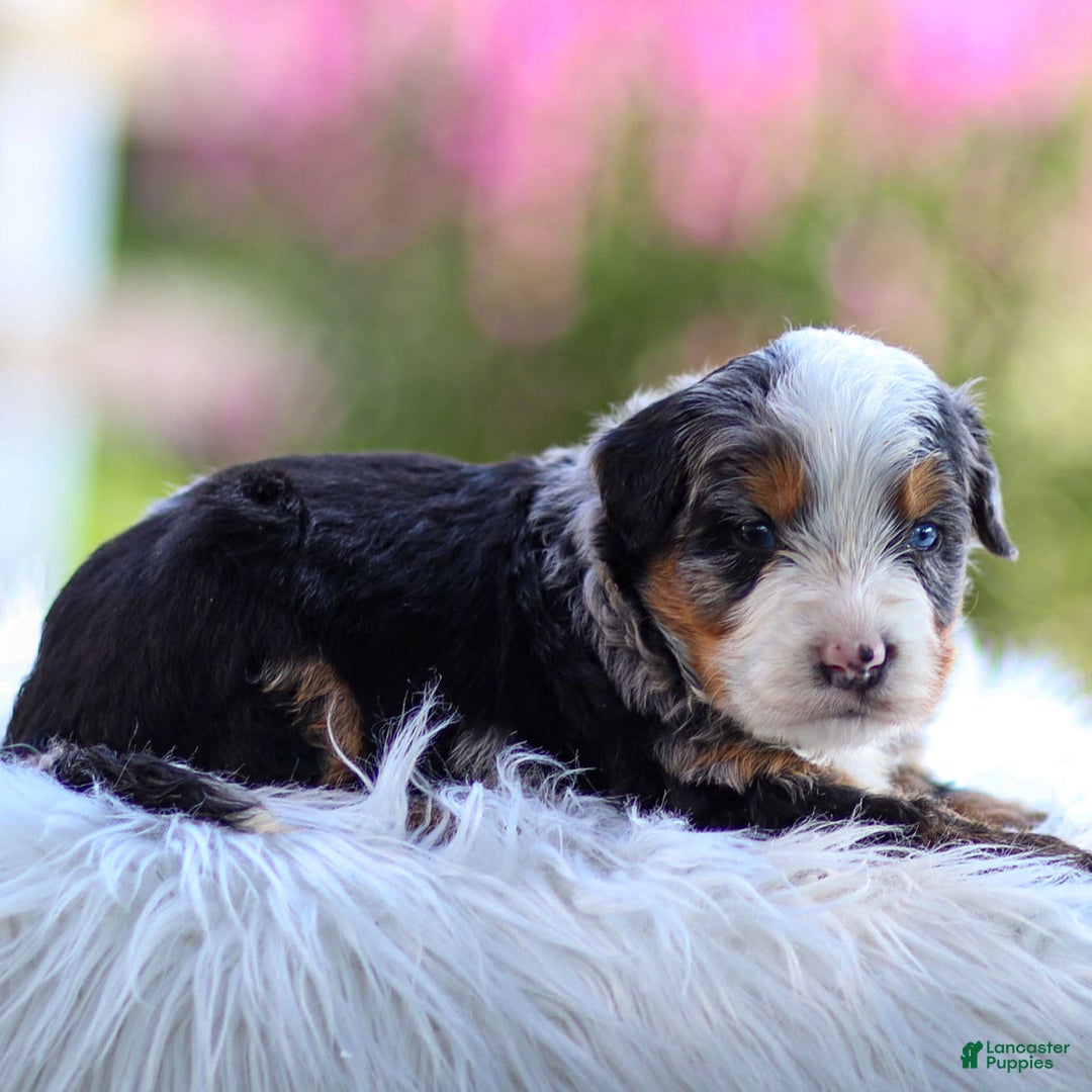 Mini Bernedoodle dogs for sale: Maverick - Image 9