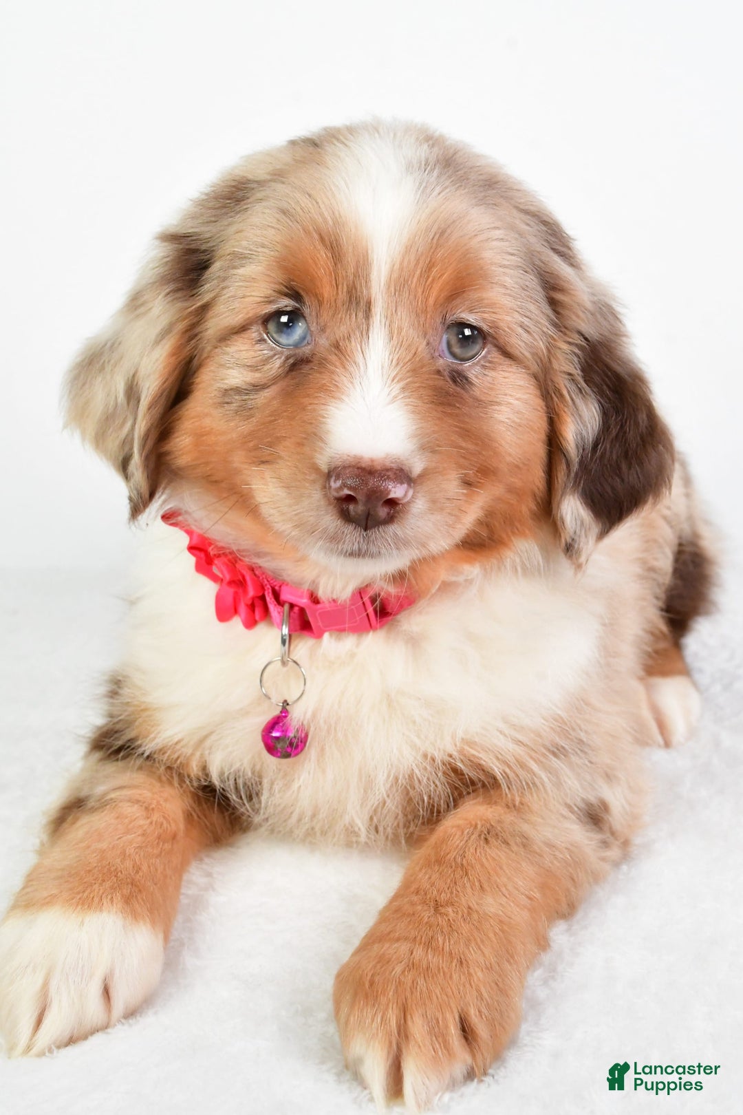 Miniature Australian Shepherd dogs for sale: Twilight - Image 4
