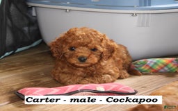 Cockapoo dogs for sale: Carter - Image 5