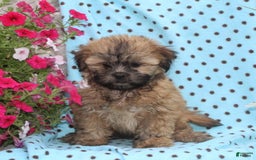 Teddy Bear dogs for sale: Dolly - Image 2