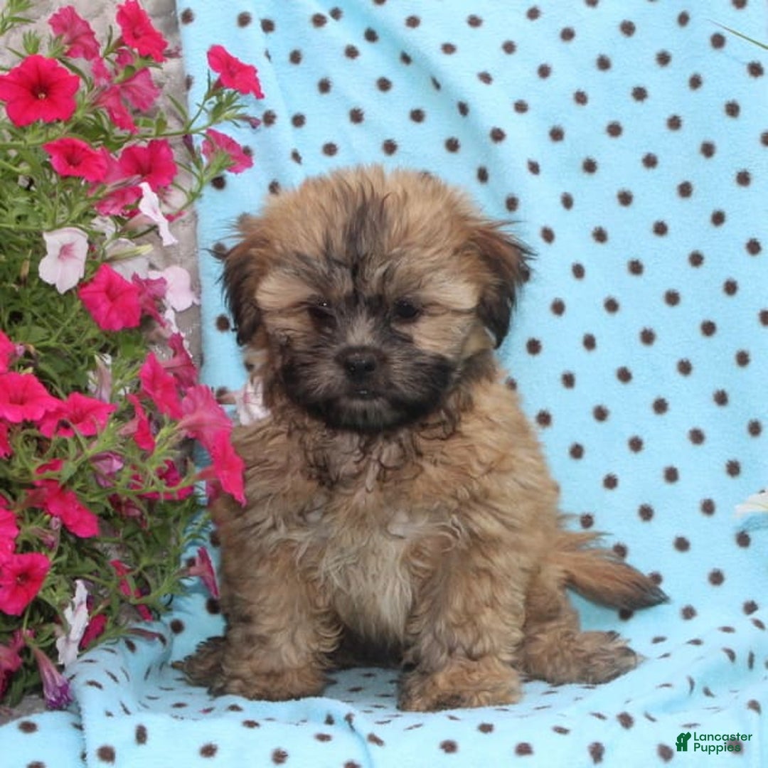 Teddy Bear dogs for sale: Dolly - Image 2