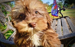Havapoo dogs for sale: Josie - Image 7