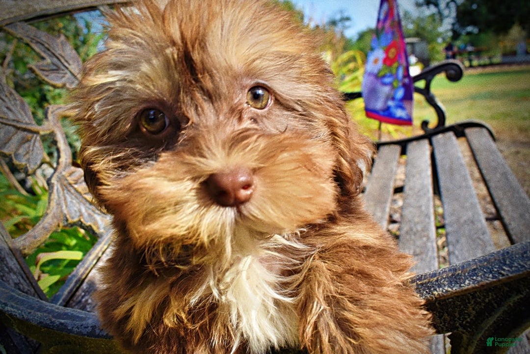 Havapoo dogs for sale: Josie - Image 7