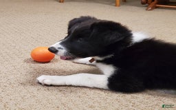 Border Collie dogs for sale: Haley - Image 1