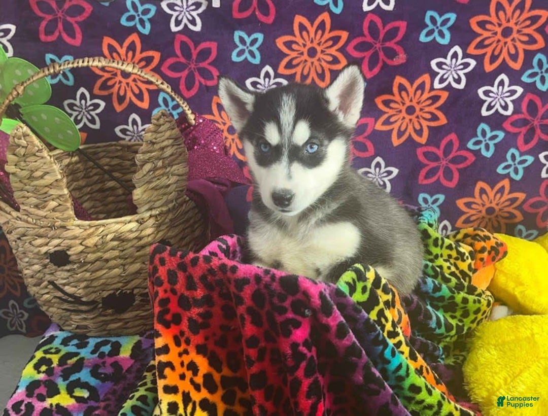 Siberian Husky dogs for sale: Pippa - Image 2