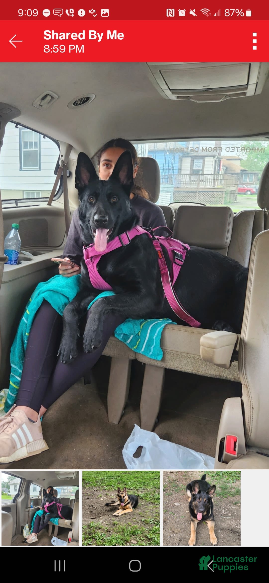 German Shepherd dogs for sale: Princess - Image 15