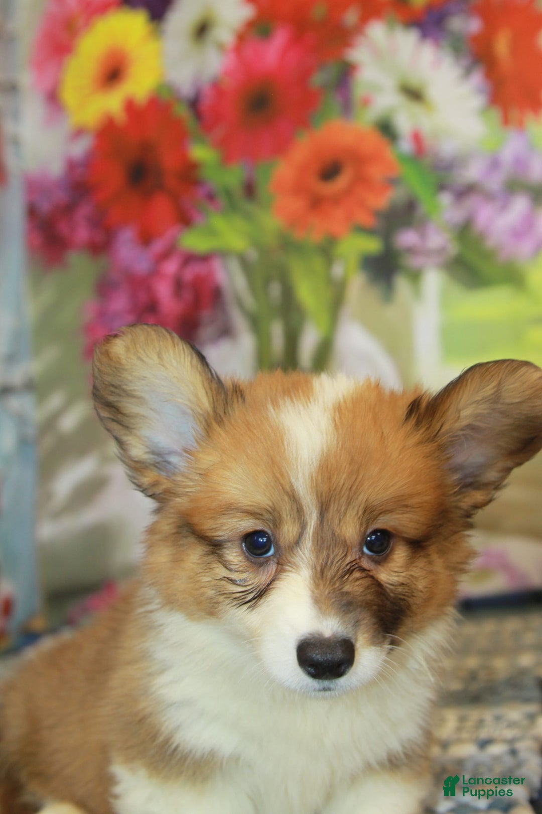 Welsh Corgi Pembroke dogs for sale: Harvey Fluffy - Image 7
