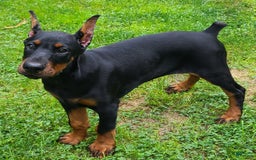 Doberman Pinscher dogs for sale: Athena Orange Collar Female - Image 1