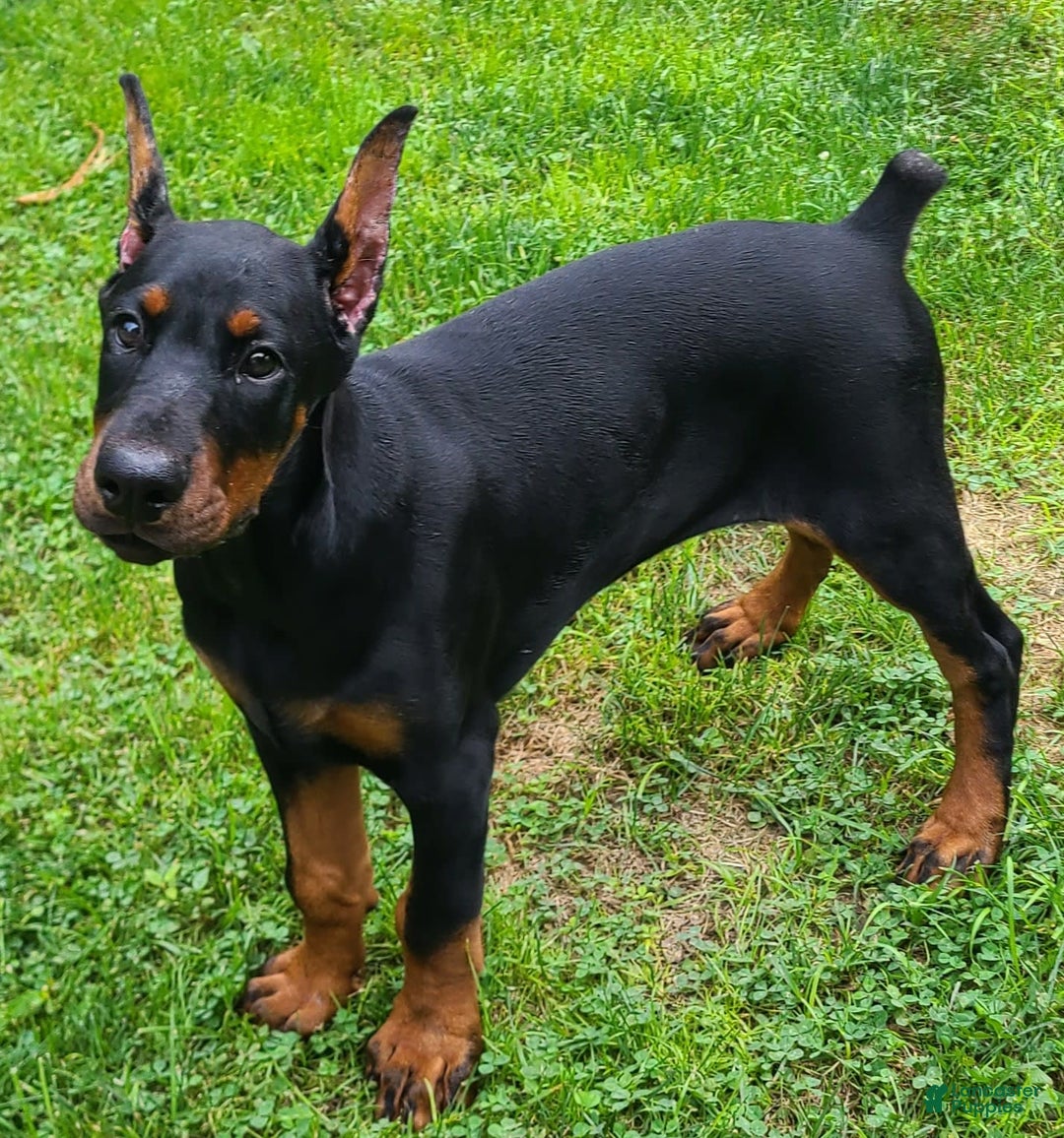 Doberman Pinscher dogs for sale: Athena Orange Collar Female - Image 1