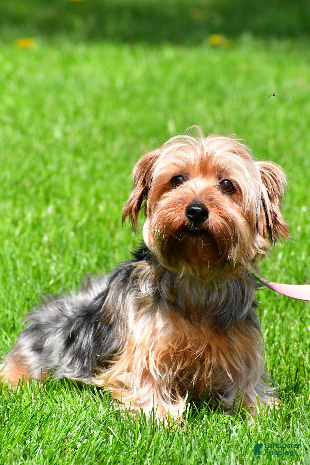 Morkie dogs for sale: Hickory - Image 8