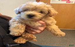 Miniature Poodle dogs for sale: Moto Moto - Image 4
