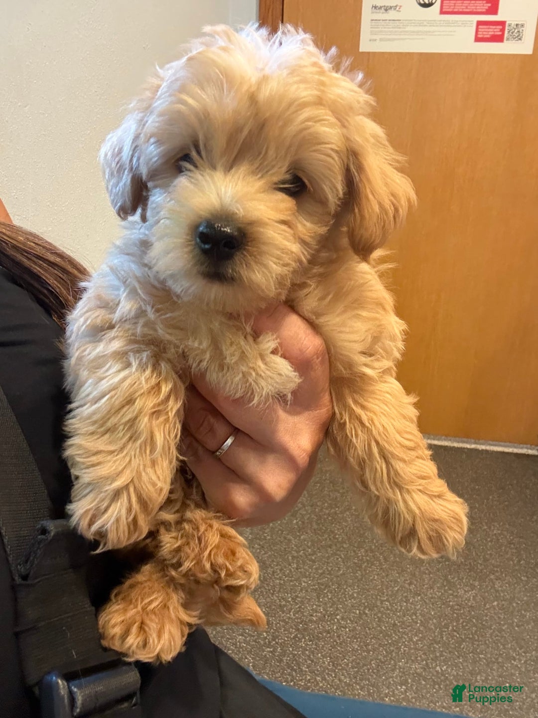 Miniature Poodle dogs for sale: Moto Moto - Image 4