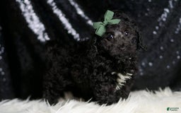 Miniature Poodle dogs for sale: Arnie - Image 2