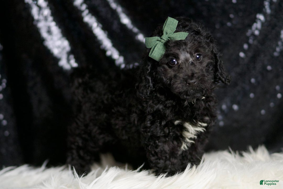 Miniature Poodle dogs for sale: Arnie - Image 2