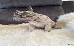 French Bulldog dogs for sale: Princess - Image 2