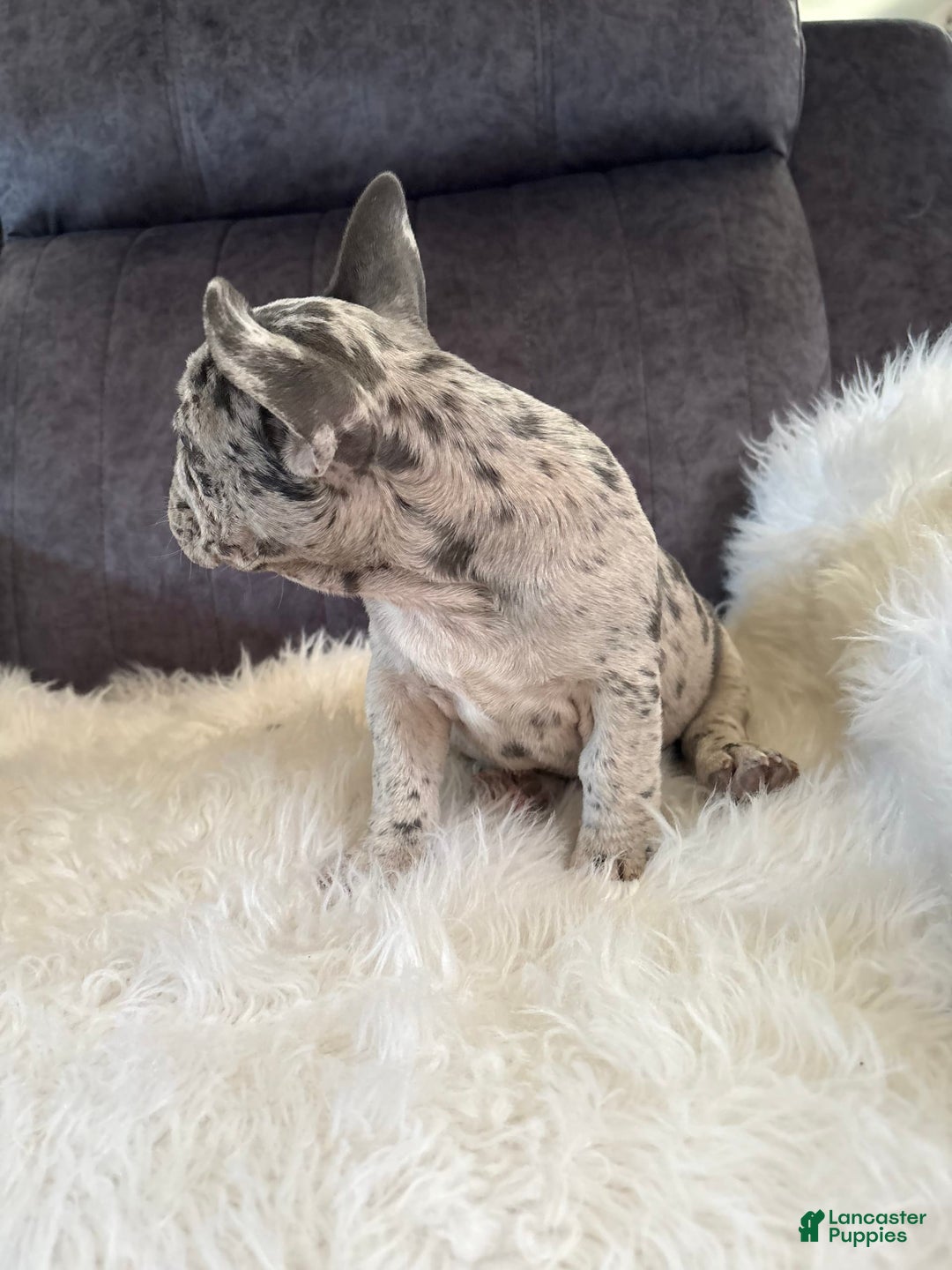 French Bulldog dogs for sale: Princess - Image 2