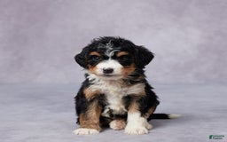 Mini Bernedoodle dogs for sale: Anna - Image 1