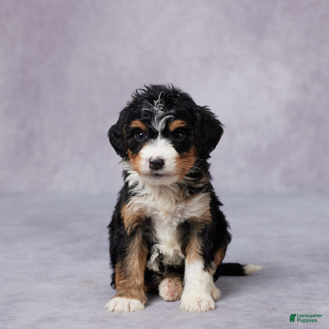 Mini Bernedoodle dogs for sale: Anna - Image 1