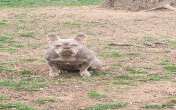 French Bulldog dogs for sale: Rochy - Image 5