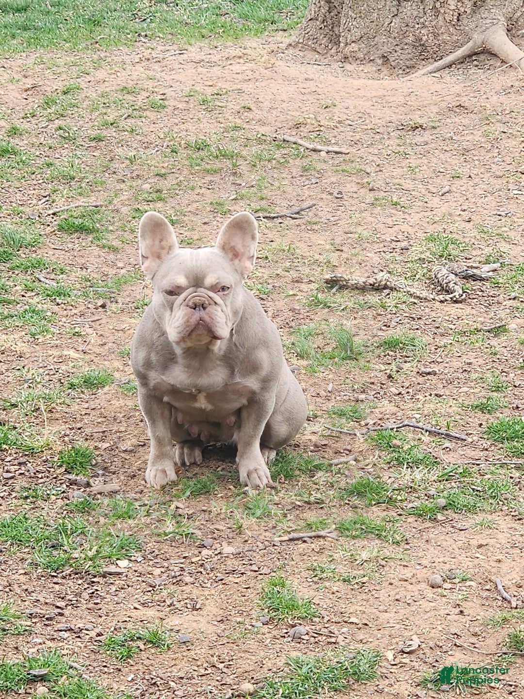 French Bulldog dogs for sale: Rochy - Image 5