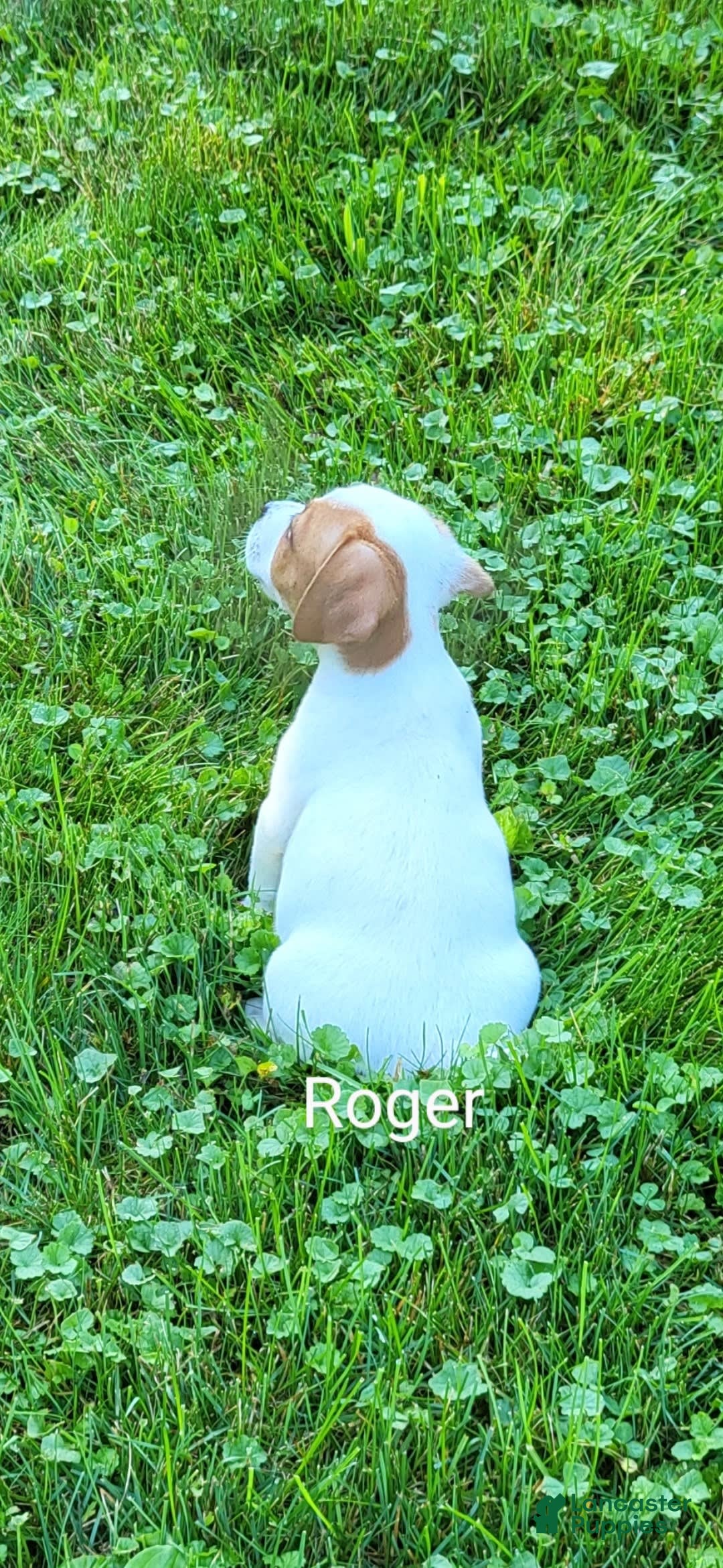 Jack Russell Terrier dogs for sale: Roger - Image 3