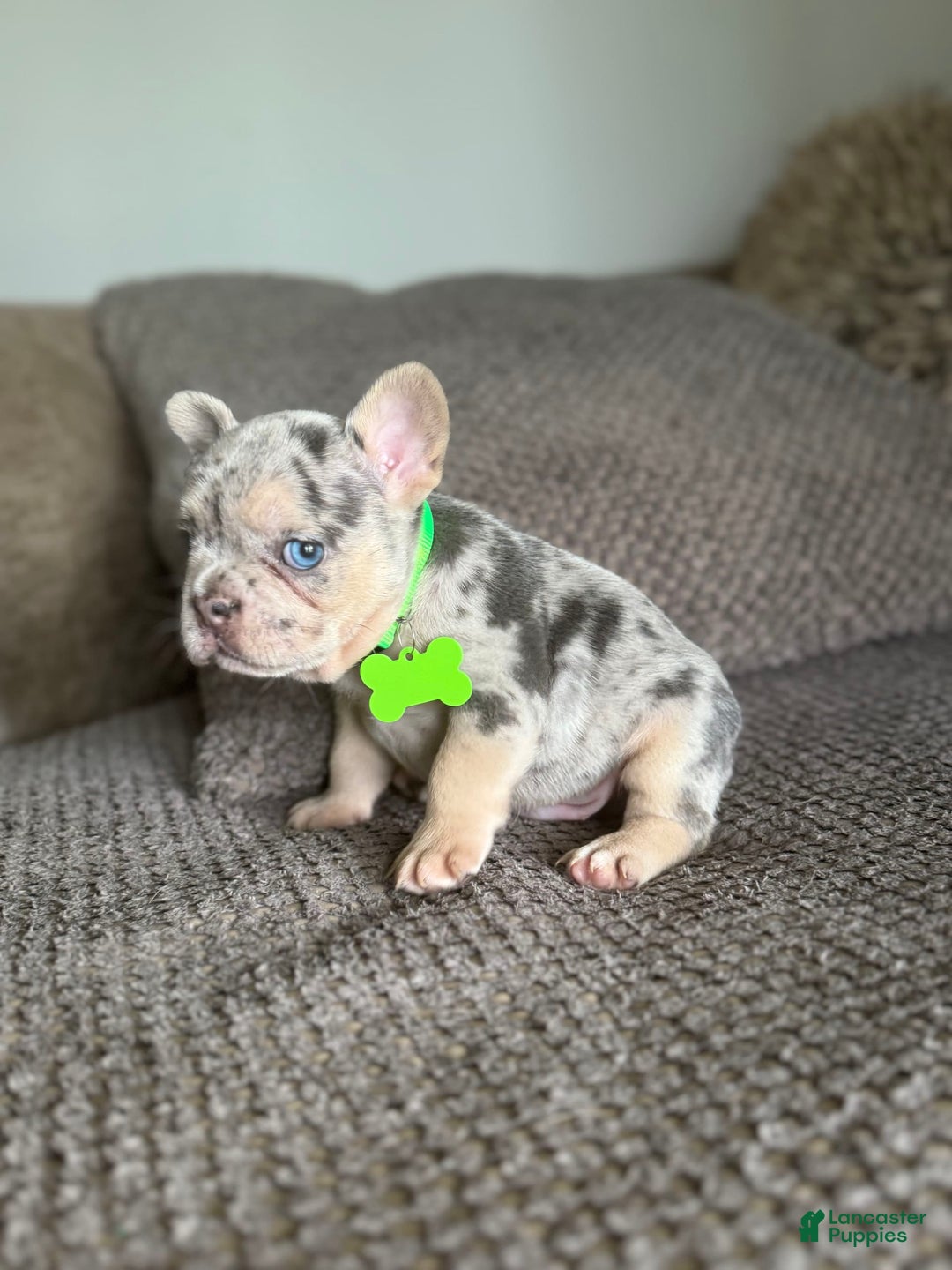 French Bulldog dogs for sale: Peewee - Image 10