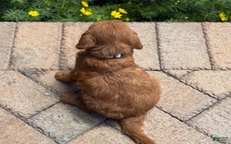 Goldendoodle dogs for sale: Rocky - Image 3