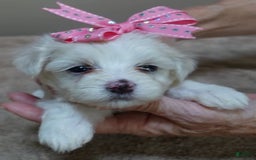 Maltese dogs for sale: Tessa - Image 5