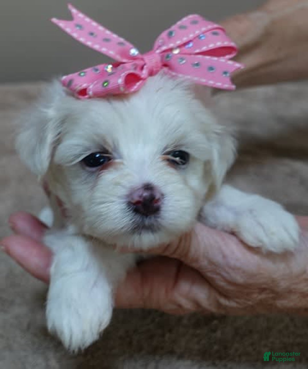 Maltese dogs for sale: Tessa - Image 5