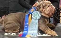 English Bulldog dogs for stud: Rocco - Image 1