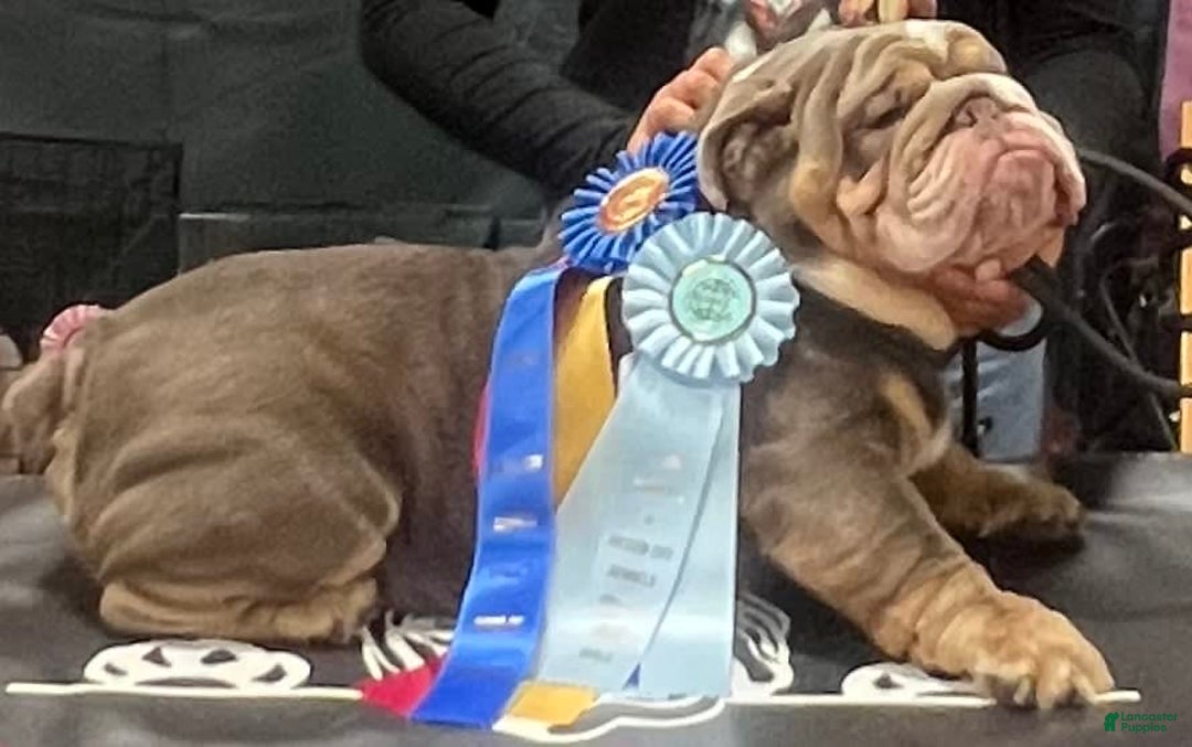 English Bulldog dogs for stud: Rocco - Image 1