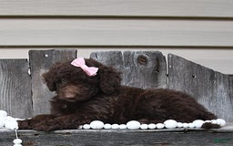 Aussiedoodle dogs for sale: Megan - Image 1