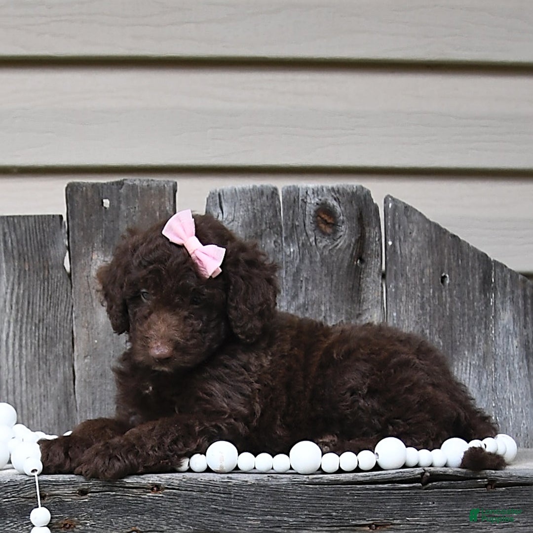 Aussiedoodle dogs for sale: Megan - Image 1
