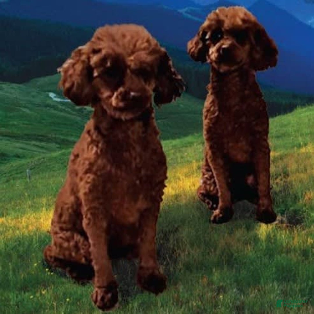 Toy Poodle dogs for sale: Sunshine - Image 9