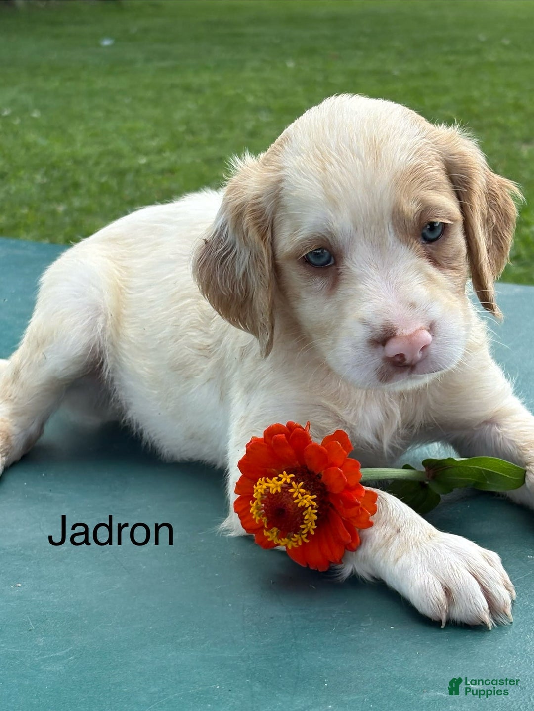 Brittany Spaniel dogs for sale: Jadron - Image 1
