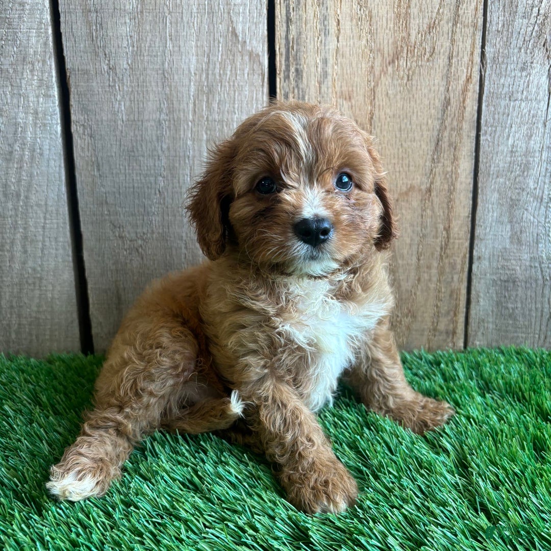 Cavapoo dogs for sale: Sadie - Image 4