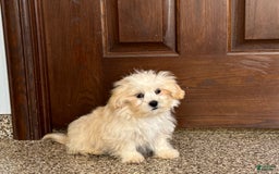 Lhasa Apso dogs for sale: Joey - Image 5