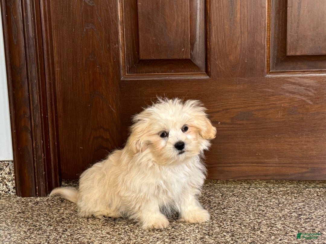 Lhasa Apso dogs for sale: Joey - Image 5
