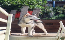Alaskan Malamute dogs for sale: Kanti - Image 2